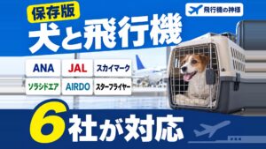 犬を飛行機に乗せる方法は?搭乗の注意点やストレス対策を解説