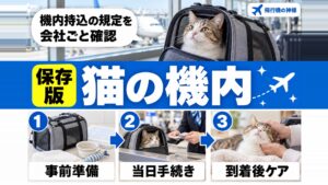 飛行機の機内に猫を持ち込む方法とは？料金や乗り方を解説！